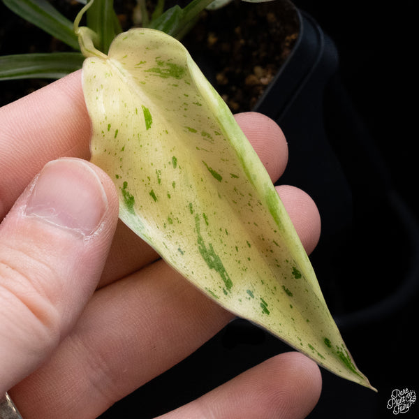 Philodendron 'Emerald King' (wk32-D)