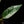 Philodendron 'Emerald King' (wk32-D)