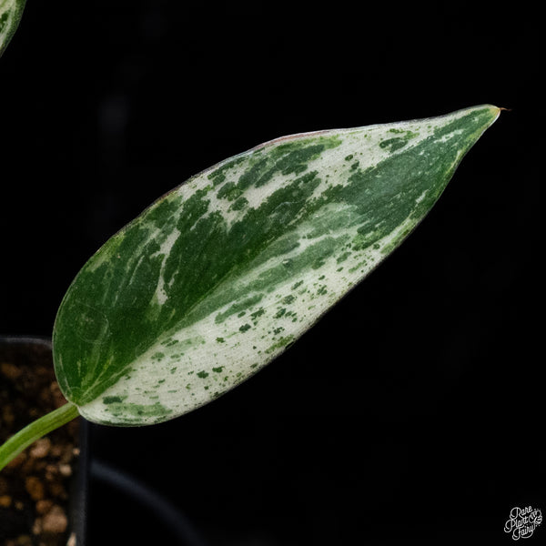 Philodendron 'Emerald King' (wk32-D)
