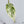 Philodendron 'Emerald King' (wk34-A)