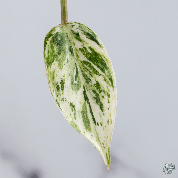 Philodendron 'Emerald King' (wk34-A)