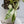 Philodendron 'Emerald King' (wk34-A)