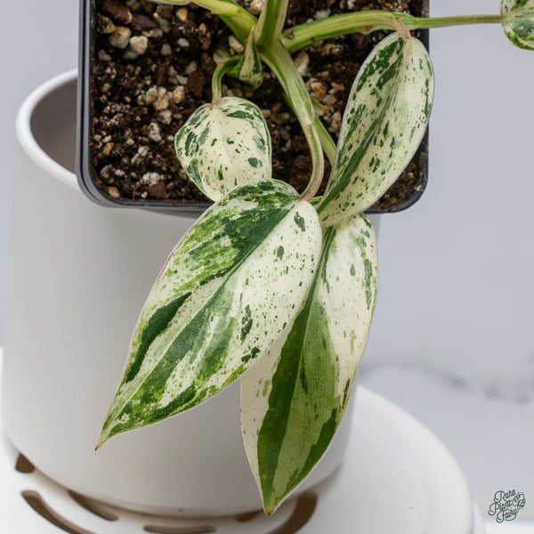Philodendron 'Emerald King' (wk34-A)