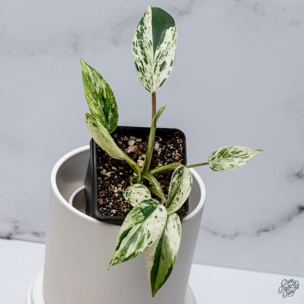 Philodendron 'Emerald King' (wk34-A)