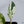 Philodendron 'Emerald King' (wk34-A)
