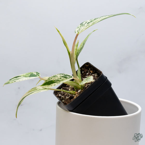Philodendron 'Emerald King' (wk34-A)