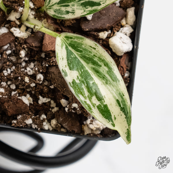 Philodendron 'Emerald King' (wk5-E)