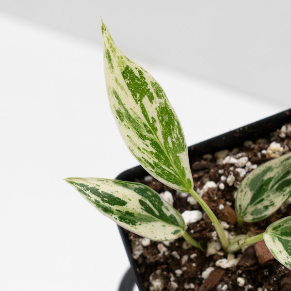 Philodendron 'Emerald King' (wk5-E)