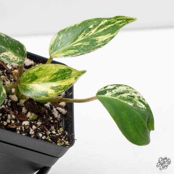 Philodendron 'Emerald King' (wk5-F)