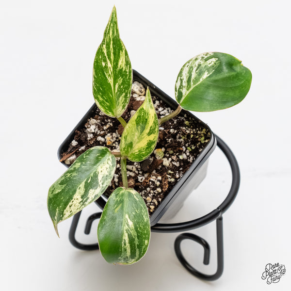 Philodendron 'Emerald King' (wk5-F)