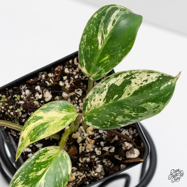 Philodendron 'Emerald King' (wk5-F)