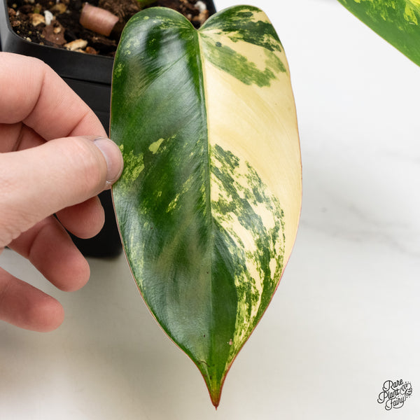 Philodendron 'Emerald Queen' Variegated (wk45-I)