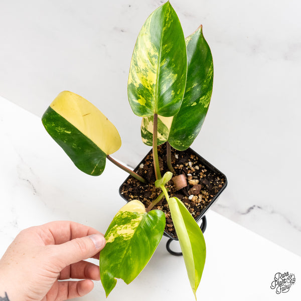 Philodendron 'Emerald Queen' Variegated (wk45-I)