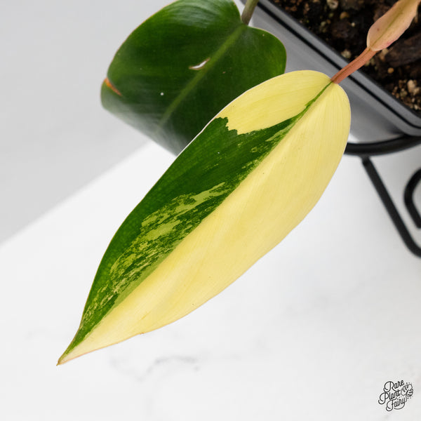 Philodendron 'Emerald Queen' Variegated (wk49-J)