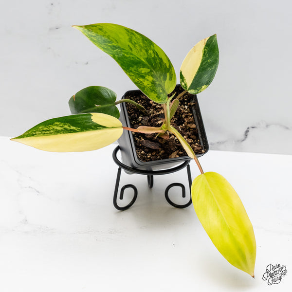 Philodendron 'Emerald Queen' Variegated (wk49-J)