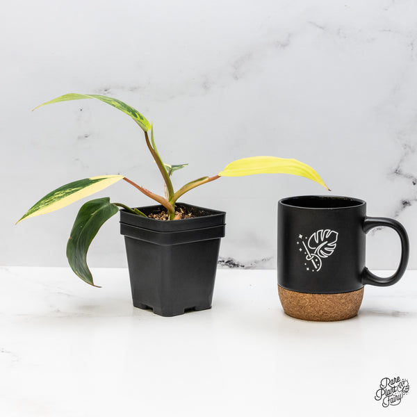 Philodendron 'Emerald Queen' Variegated (wk49-J)