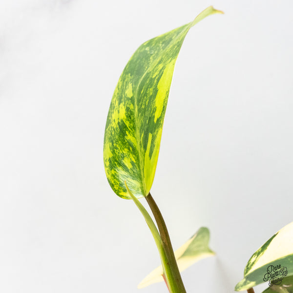 Philodendron 'Emerald Queen' Variegated (wk49-J)