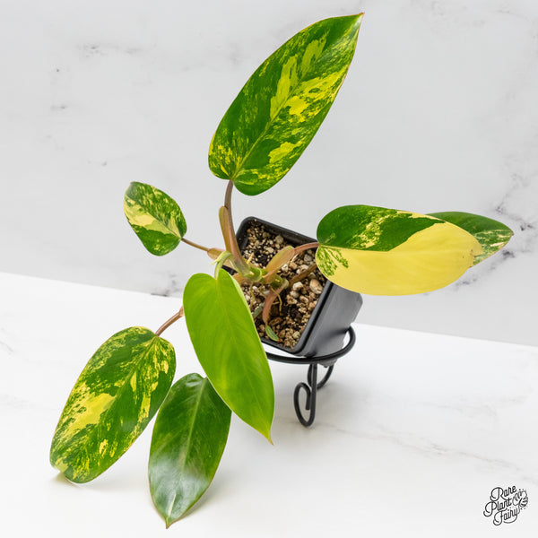 Philodendron 'Emerald Queen' Variegated (wk48-I)