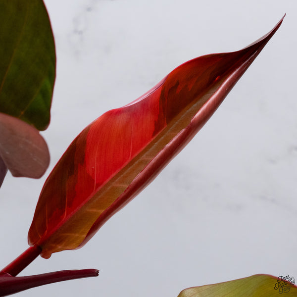 Philodendron 'Firebird' Variegated (wk32-AC)