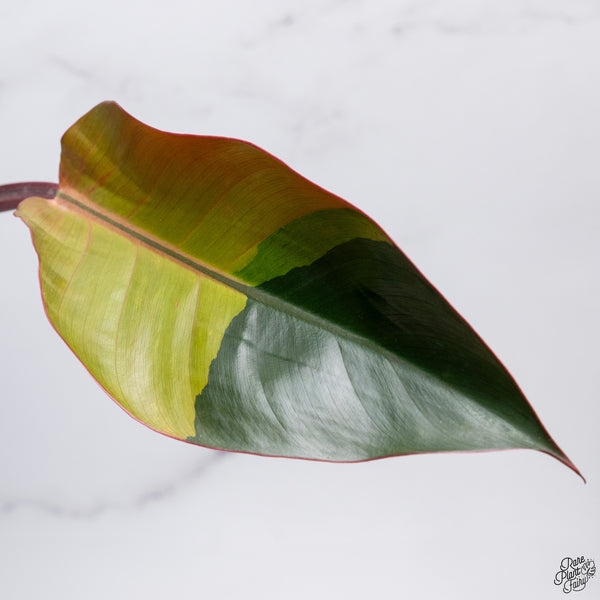 Philodendron 'Firebird' Variegated (wk32-AC)