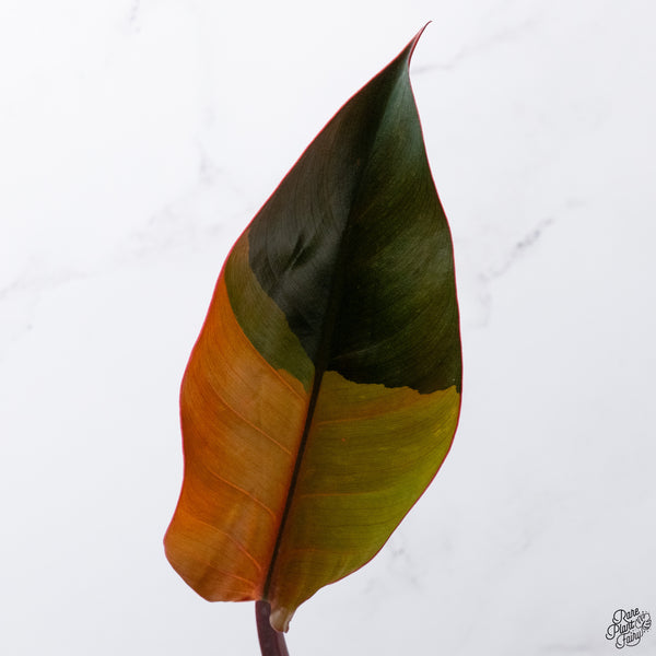 Philodendron 'Firebird' Variegated (wk32-AC)