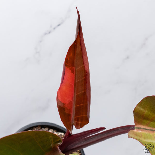 Philodendron 'Firebird' Variegated (wk32-AC)
