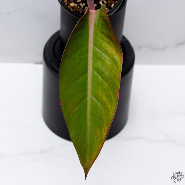 Philodendron 'Firebird' Variegated (wk32-AC)