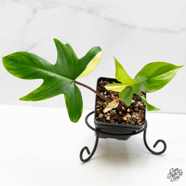 Philodendron 'Florida Beauty' Albo Variegated (wk5-Q)