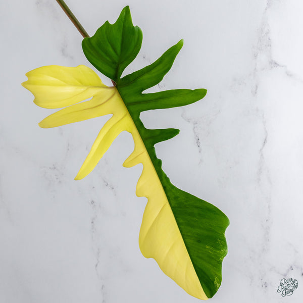 Philodendron 'Florida Beauty' x Mayoi (wk34-G)