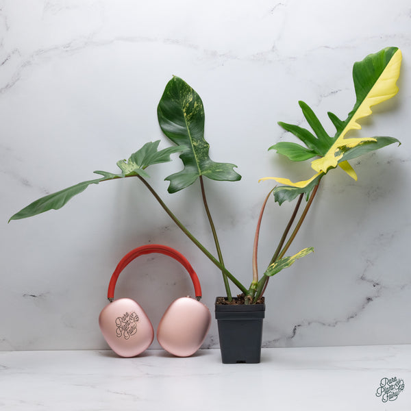 Philodendron 'Florida Beauty' x Mayoi (wk34-G)