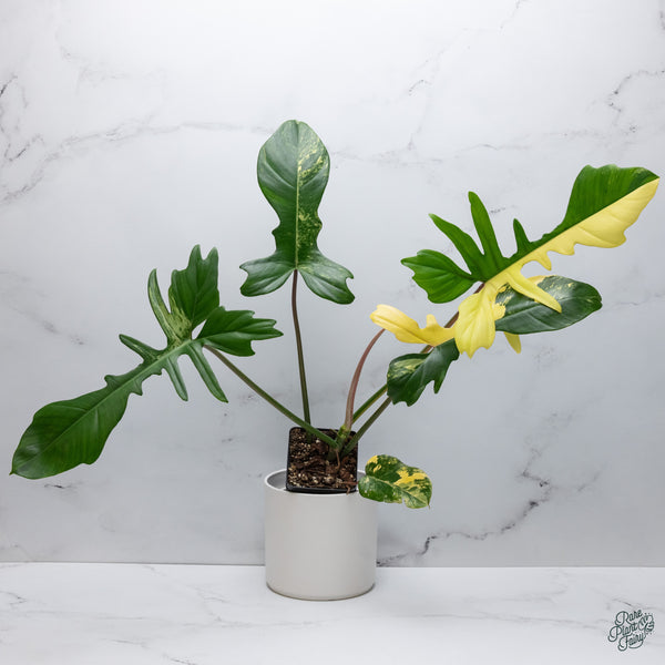 Philodendron 'Florida Beauty' x Mayoi (wk34-G)