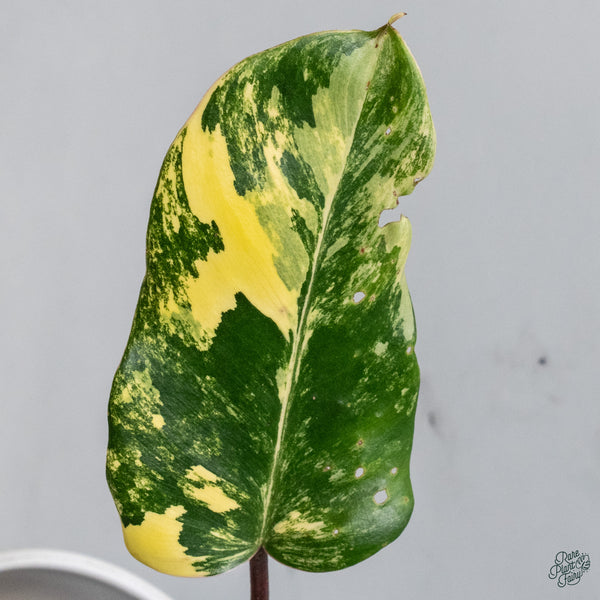 Philodendron 'Florida Beauty' x Mayoi (wk34-G)