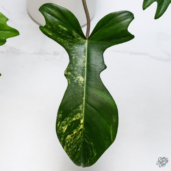 Philodendron 'Florida Beauty' x Mayoi (wk34-G)