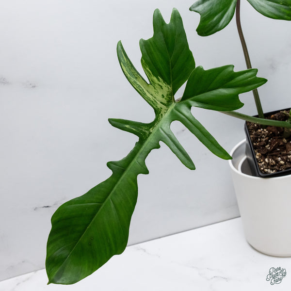Philodendron 'Florida Beauty' x Mayoi (wk34-G)
