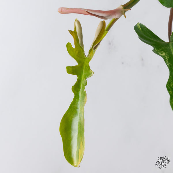 Philodendron 'Florida Beauty' x Mayoi (wk36-H)
