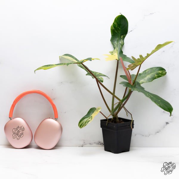 Philodendron 'Florida Beauty' x Mayoi (wk36-H)