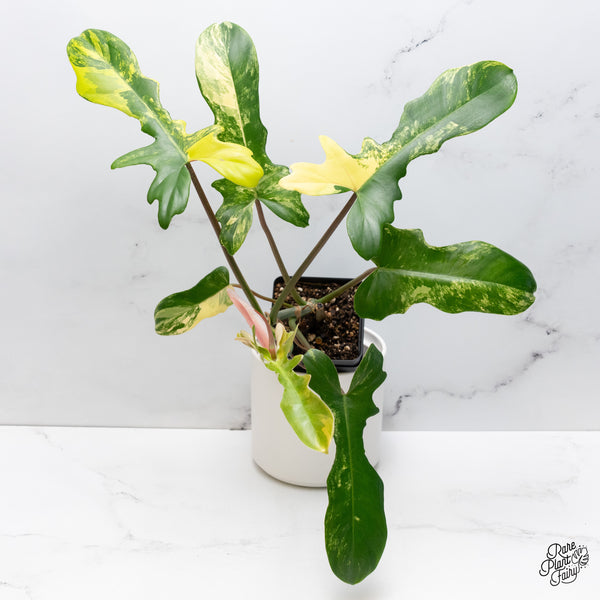 Philodendron 'Florida Beauty' x Mayoi (wk36-H)
