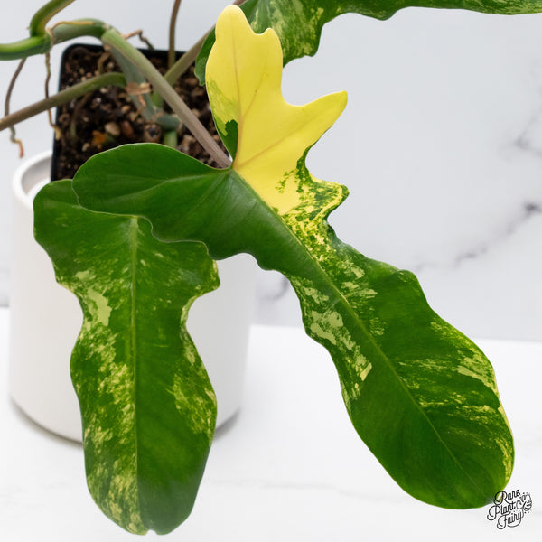 Philodendron 'Florida Beauty' x Mayoi (wk36-H)