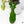 Philodendron 'Florida Beauty' x Mayoi (wk36-H)