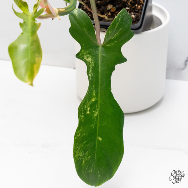 Philodendron 'Florida Beauty' x Mayoi (wk36-H)