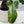 Philodendron 'Florida Beauty' x Mayoi (wk36-H)