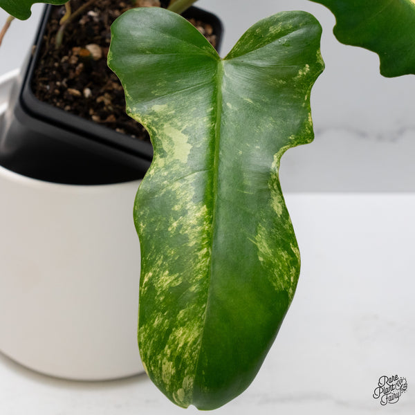 Philodendron 'Florida Beauty' x Mayoi (wk36-H)
