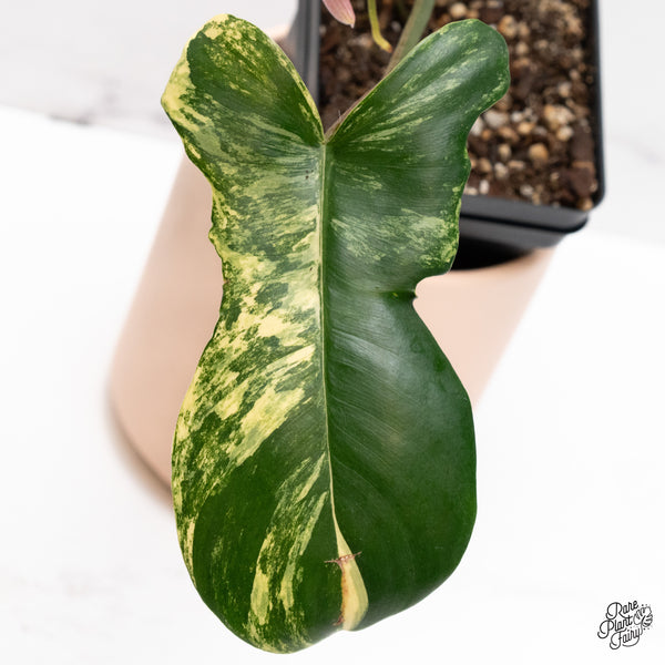 Philodendron 'Florida Beauty' x Mayoi (wk37-E)