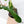 Philodendron 'Florida Beauty' x Mayoi (wk37-E)
