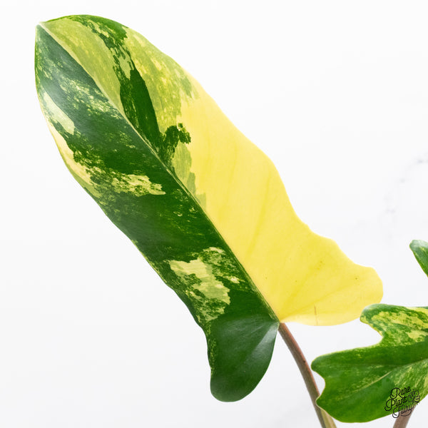 Philodendron 'Florida Beauty' x Mayoi (wk37-E)