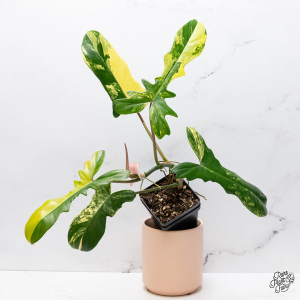 Philodendron 'Florida Beauty' x Mayoi (wk37-E)