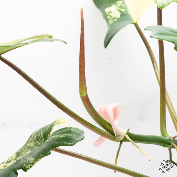Philodendron 'Florida Beauty' x Mayoi (wk37-E)