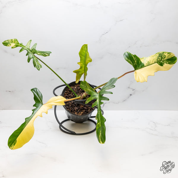 Philodendron 'Florida Beauty x Mayoi' Variegated (wk51-I)