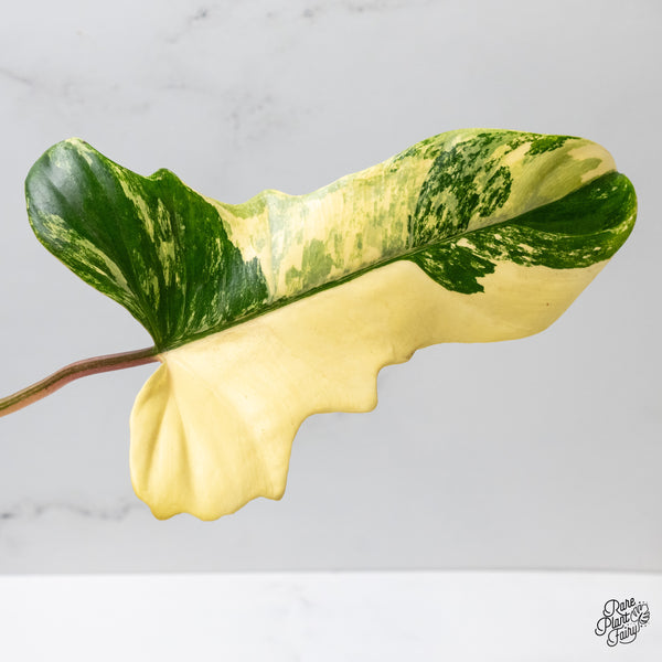 Philodendron 'Florida Beauty x Mayoi' Variegated (wk51-I)