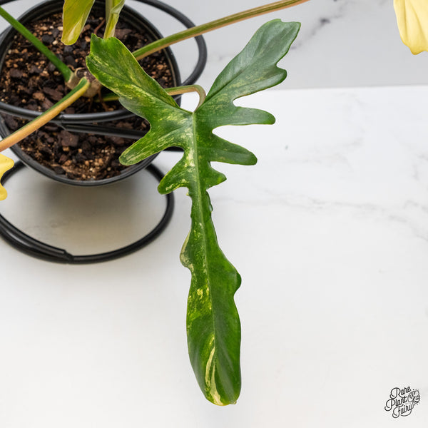 Philodendron 'Florida Beauty x Mayoi' Variegated (wk51-I)